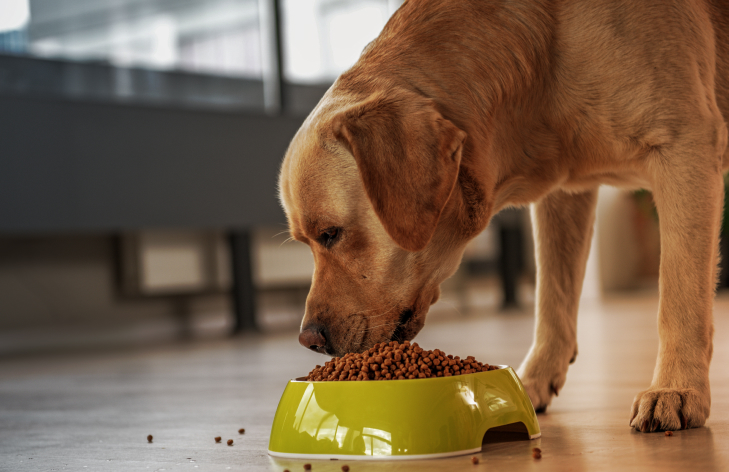 Asesoramiento nutricional para mascotas